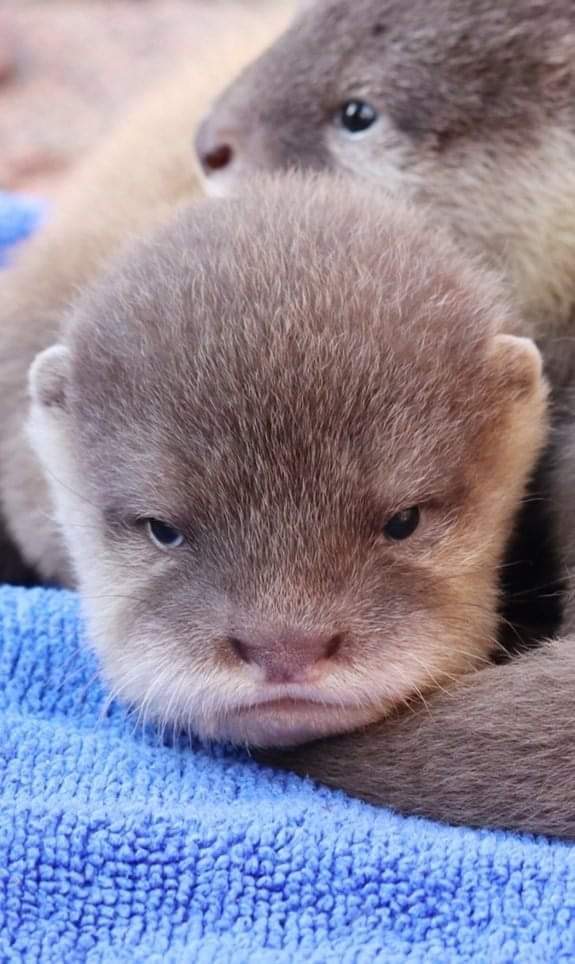 💞So£T💞 𝕄𝕠𝕕𝕖: ♡ 영재 𓂃 ࣪ ִֶָ☾. tweet media