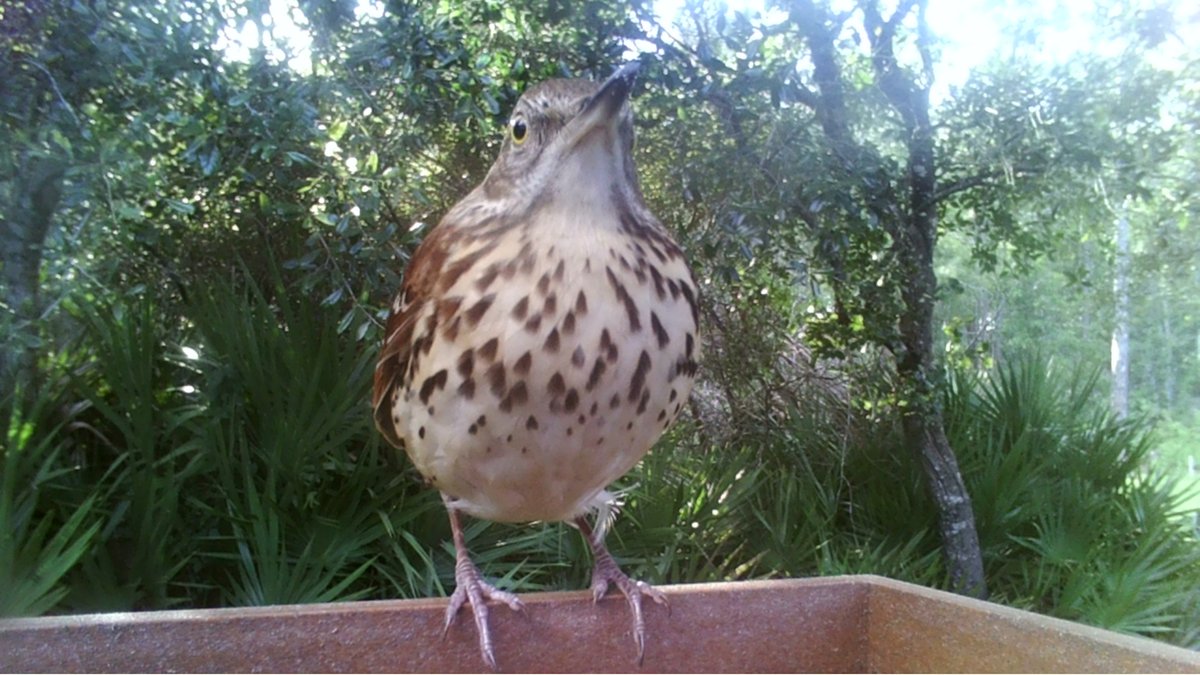 TheOldestGamer1🐊 tweet media