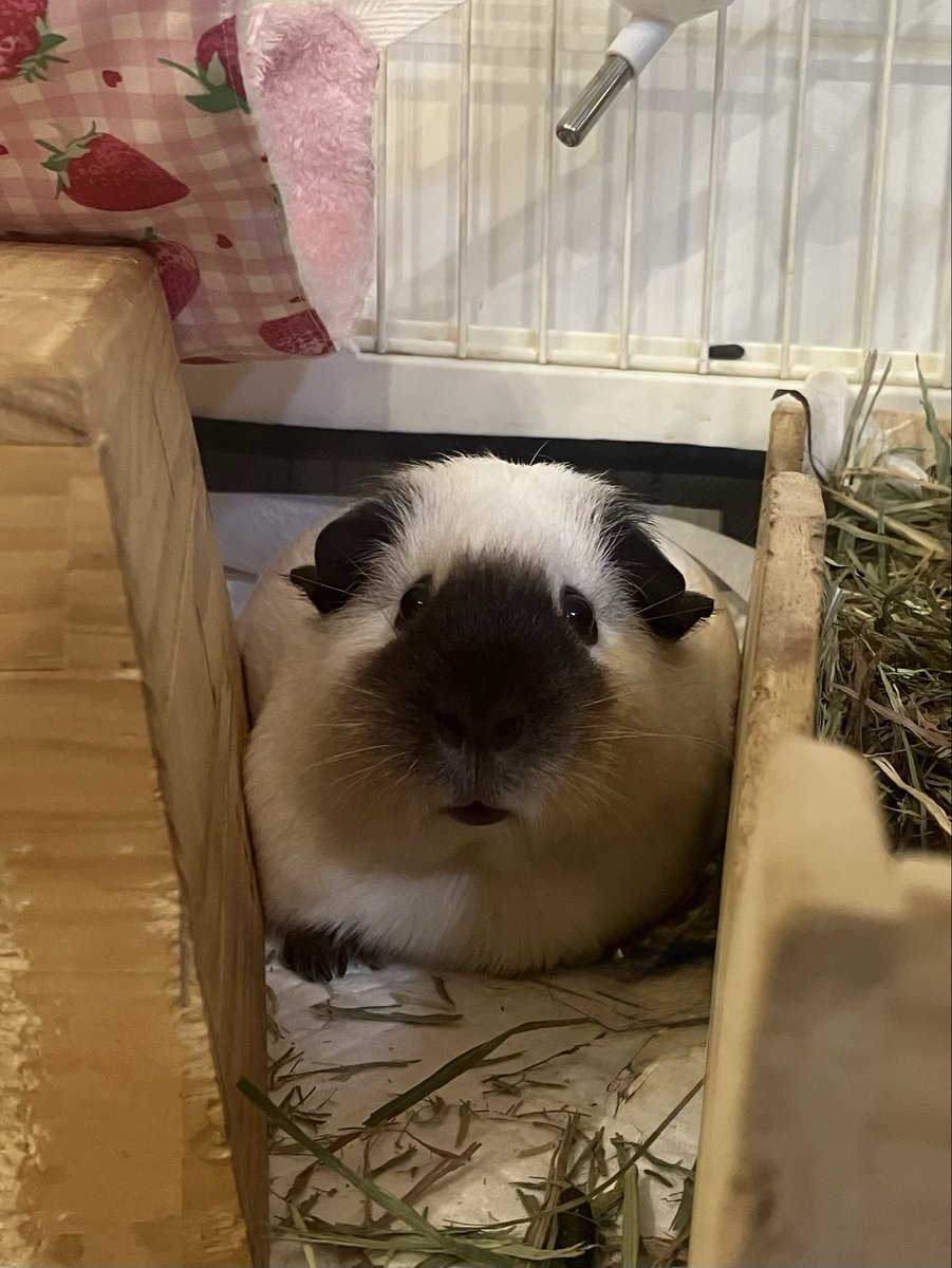 大福きなこ tweet media