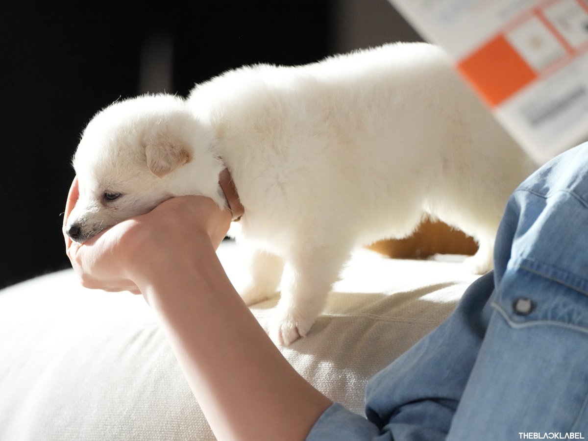 민트초코🍦 tweet media