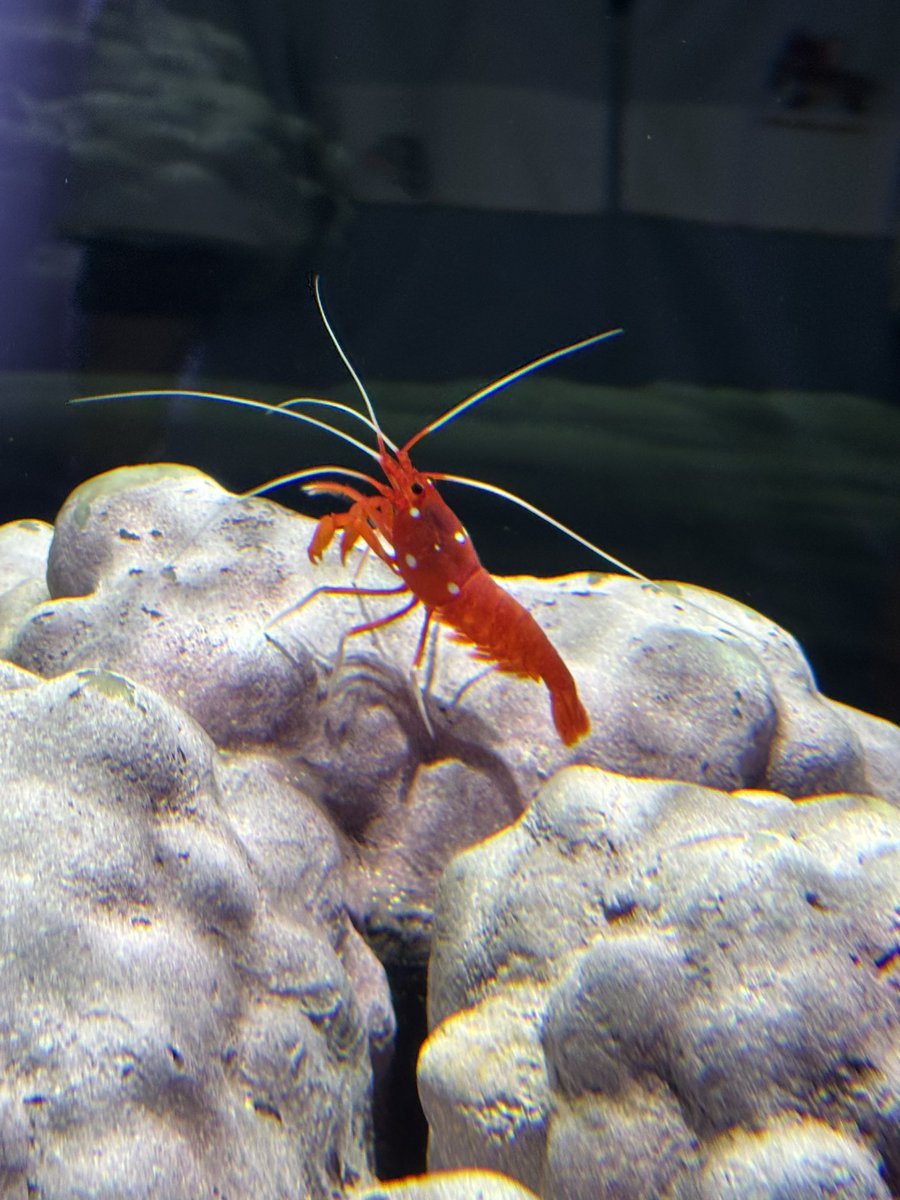 ローフ(うし)🐥🎃『なぽ軍』 tweet media