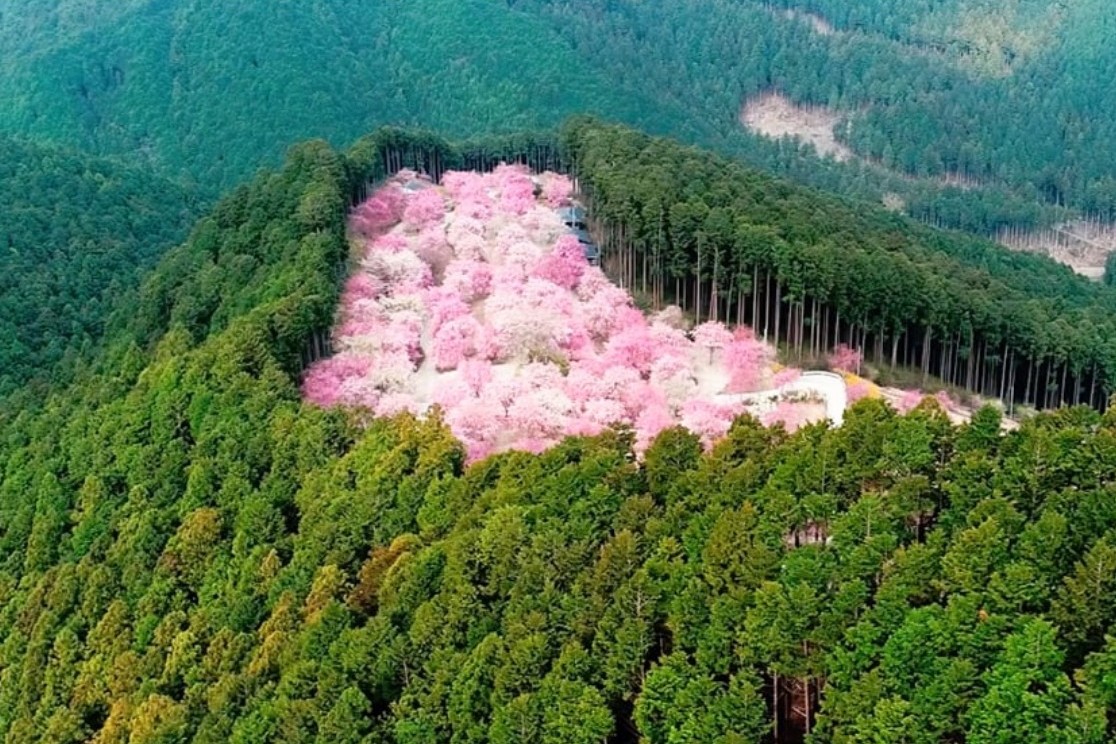 🌸まさに天空の庭、高見の郷へ。

まるで雲の上に広がる桜景色、#高見の郷 へ！

📍高見の郷
東吉野村、標高約650ｍの山あいに、約1,000本のしだれ桜が咲く桜の新名所。
これほど多くのしだれ桜が密集して咲くのは全国的にも珍しい光景。

📍見どころポイント