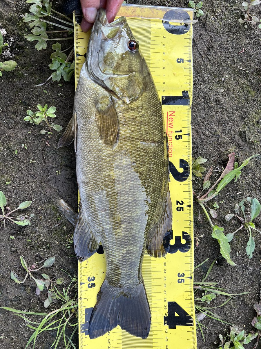 ユウジ tweet media