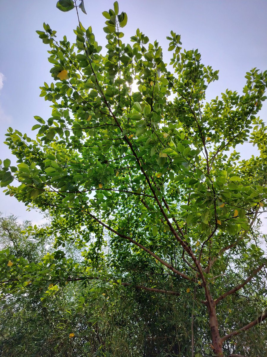 Neuroquark tweet media