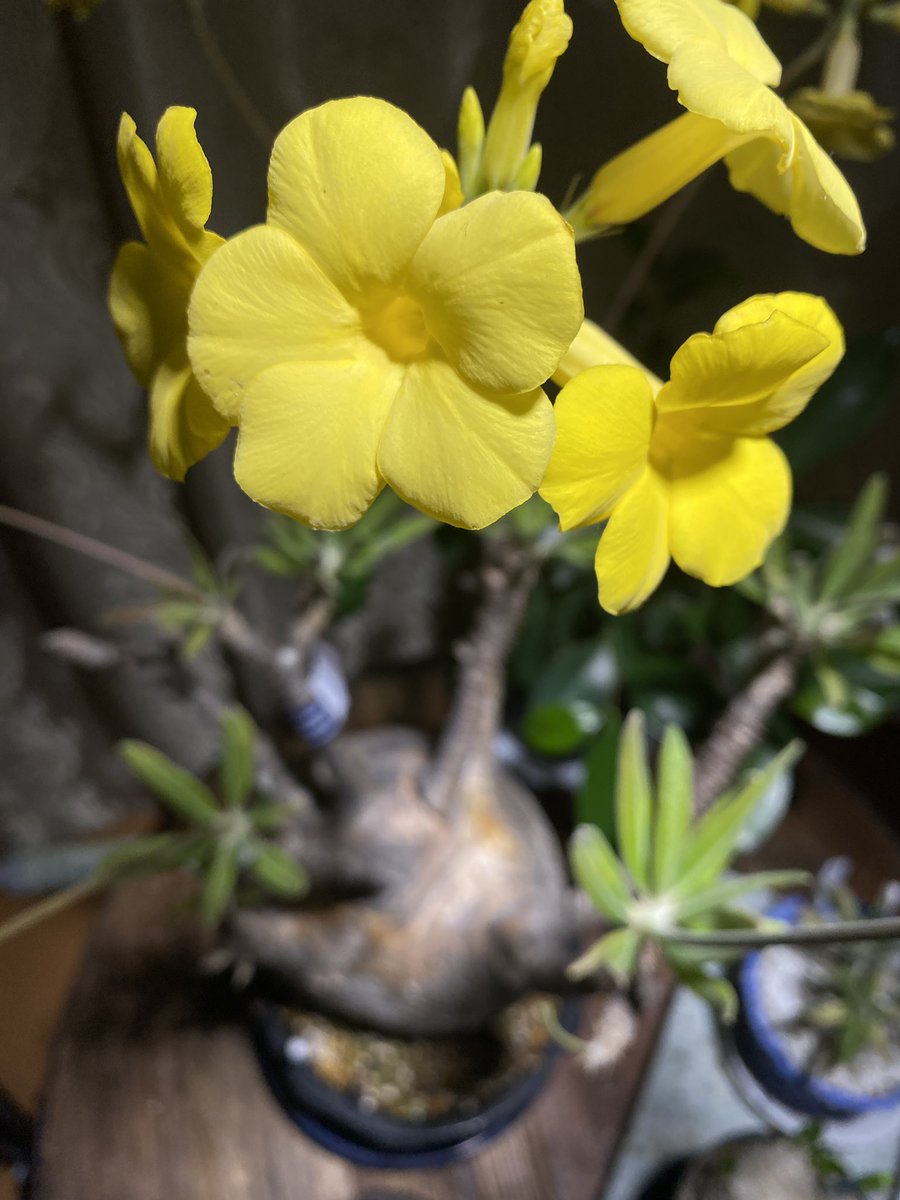 PeanutsD3s's tweet photo. 花が咲いているデカいグラキリスを購入
照明の高さが足りない為カメラの三脚を使うw https://t.co/INDrGmBvGh