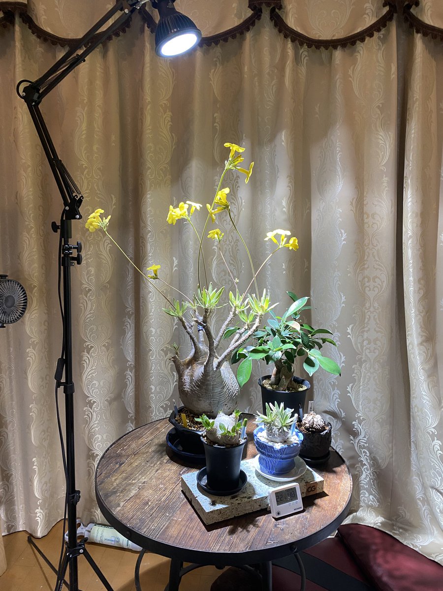 PeanutsD3s's tweet photo. 花が咲いているデカいグラキリスを購入
照明の高さが足りない為カメラの三脚を使うw https://t.co/INDrGmBvGh