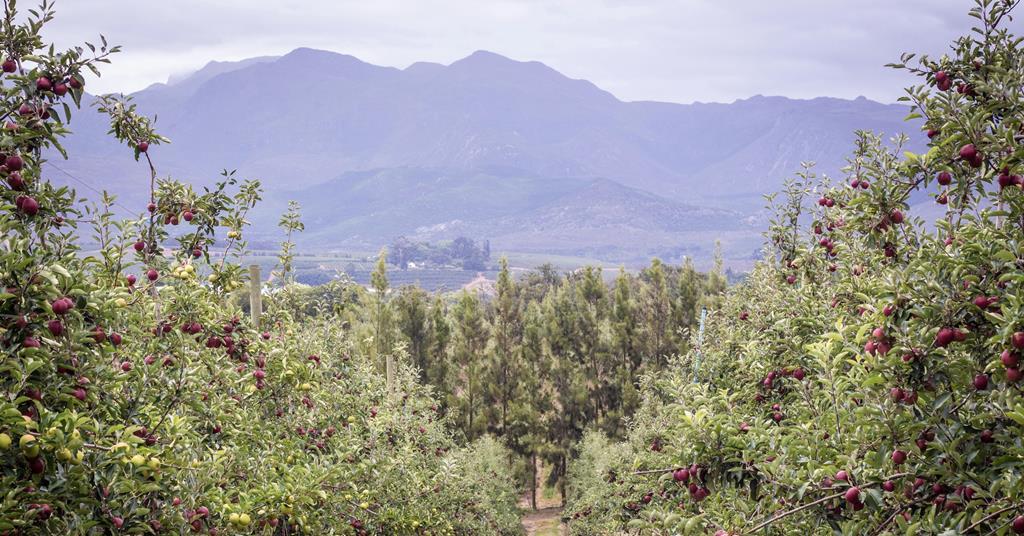 Asiafruit Knowledge Centre tweet media