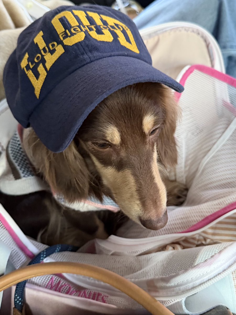 LALICE UPDATES tweet media