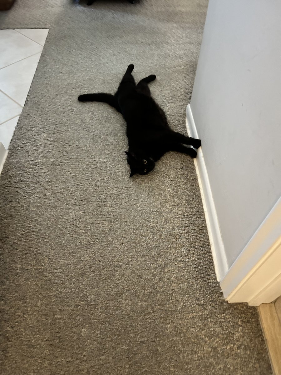 Tom Kattman tweet media