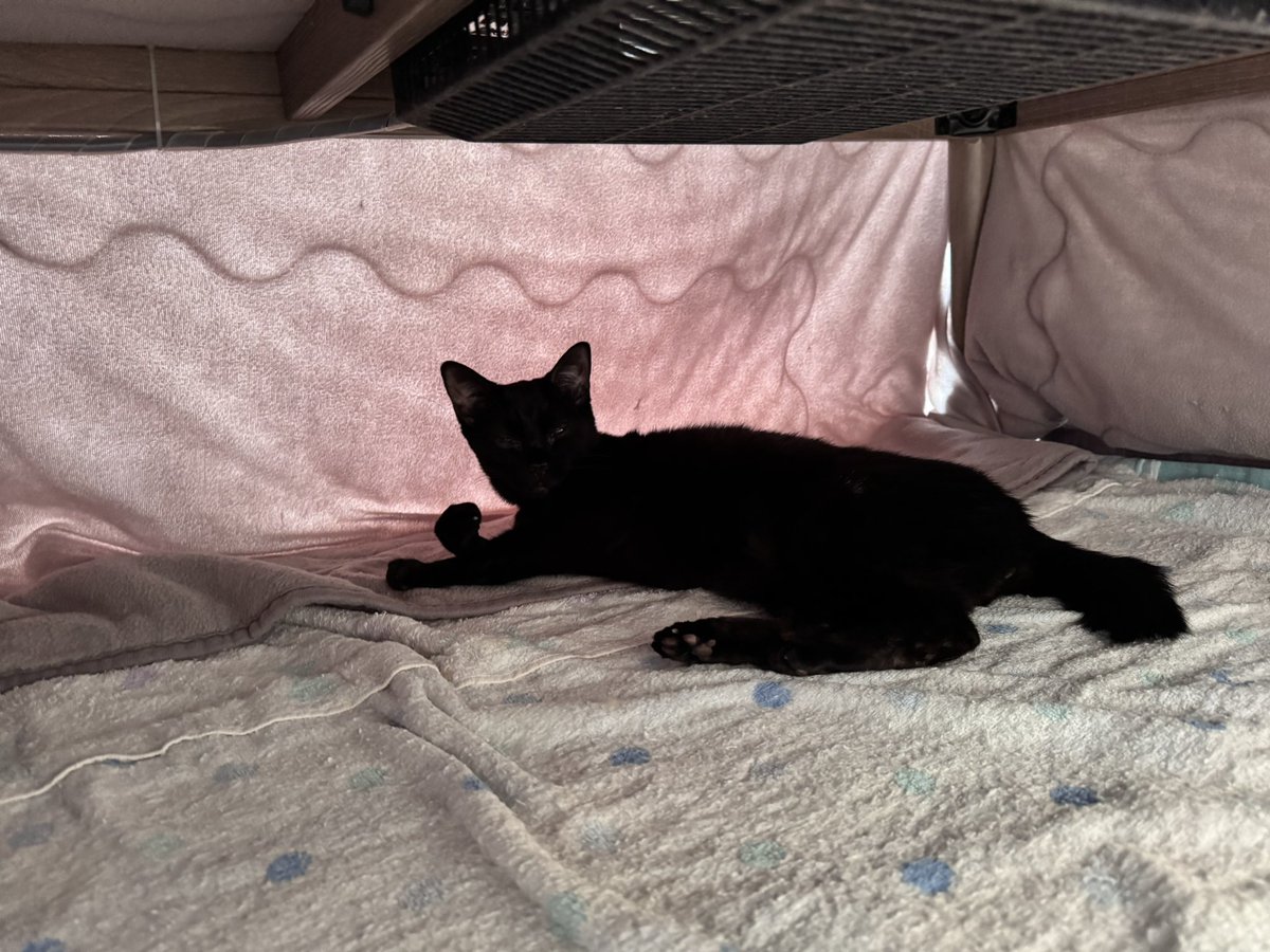 猫ちゃん tweet media