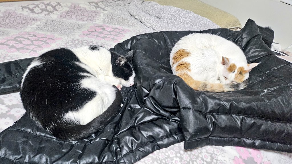 🦇샤이 Shy / 🐱 엔비 Envy / SH tweet media