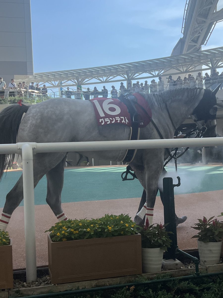 manyandest's tweet photo. グランテストちゃん、今までお疲れ様！
無事に競走馬生活を終えれたみたいでホッとしてます^_^

これからもずっとずっと元気でね。もう会えないけど、子供ちゃんを応援し続けるね📣

永久不滅の一番可愛くて一番好きなお馬さん^_−☆

下河辺牧場さん、グランテストちゃんをよろしくお願いいたします。 https://t.co/8bbSm1DCkU