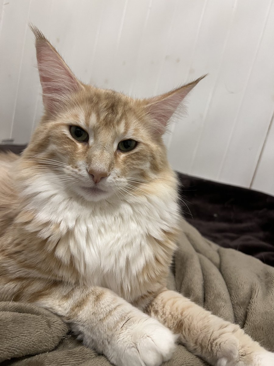 那須の森猫RIEN（ノルウェージャンフォレストキャットブリーダー） tweet media