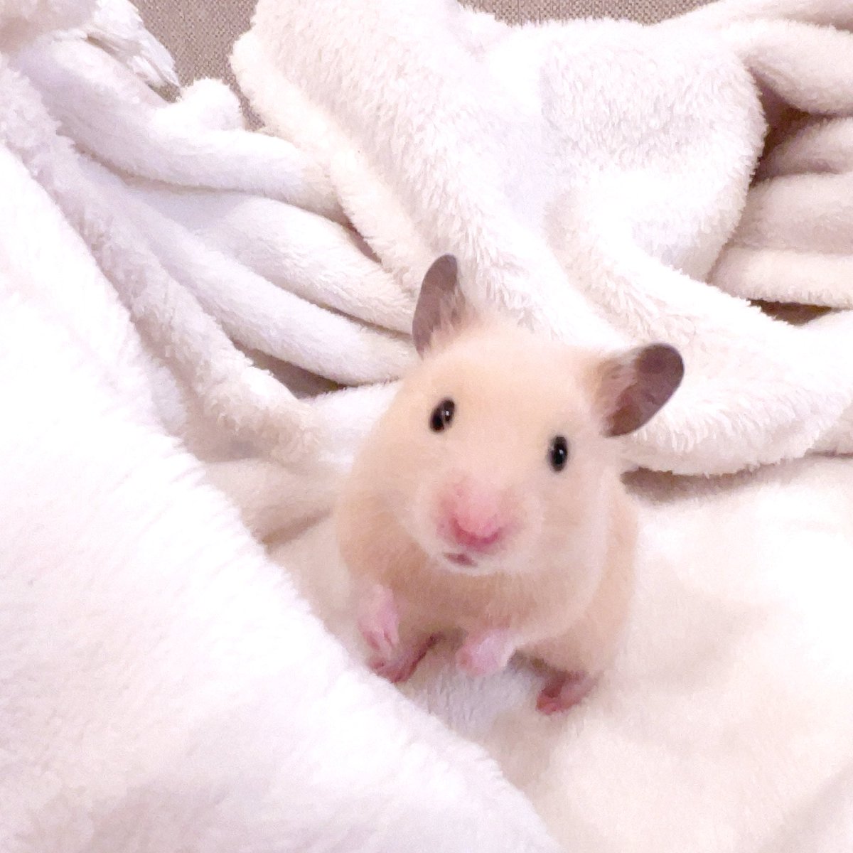 は な に ゃ ん 🥚 🎀 tweet media