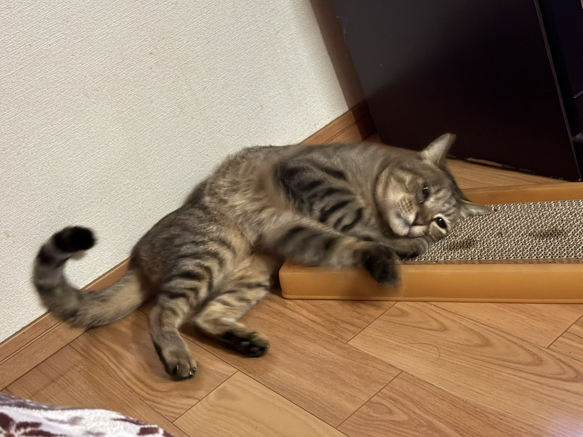 aaclearasahi's tweet photo. 全然遅刻なんですけど昨日キジトラの日だったみたいです🐱うちのかわいい猫さん🐱見て🐱 https://t.co/1Pehp40Ksp