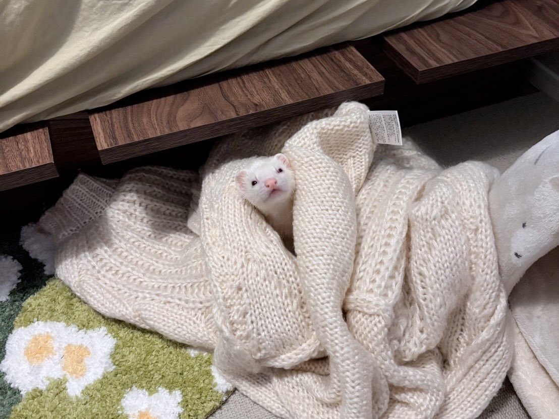 ウユちゃん tweet media