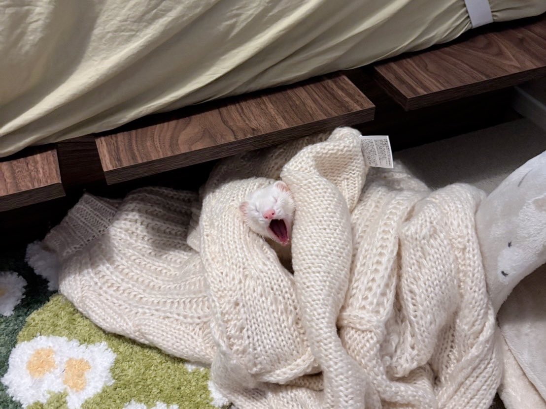 ウユちゃん tweet media