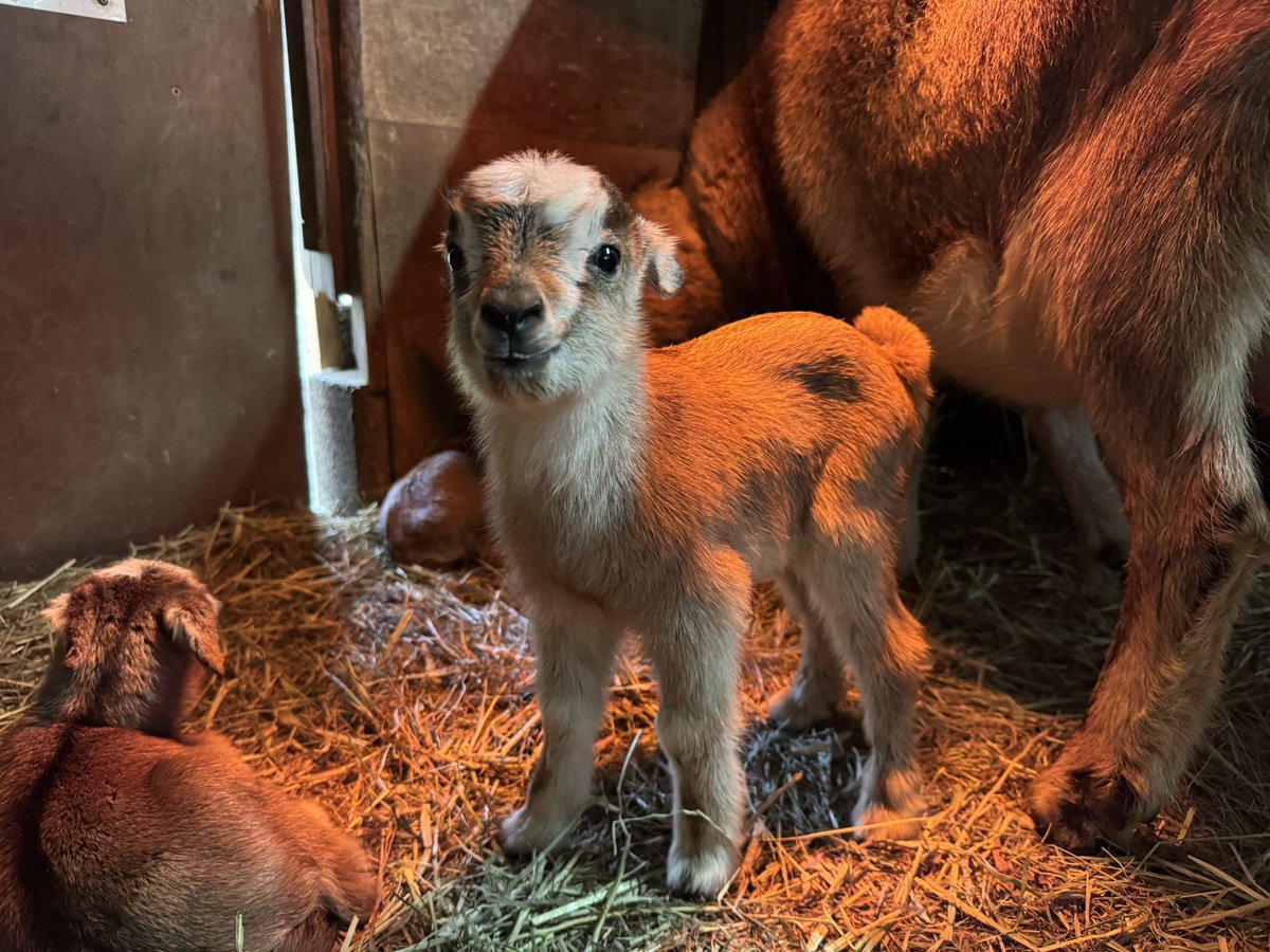 智光山公園こども動物園【公式】 tweet media