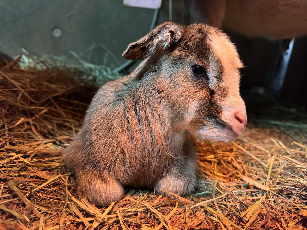 智光山公園こども動物園【公式】 tweet media