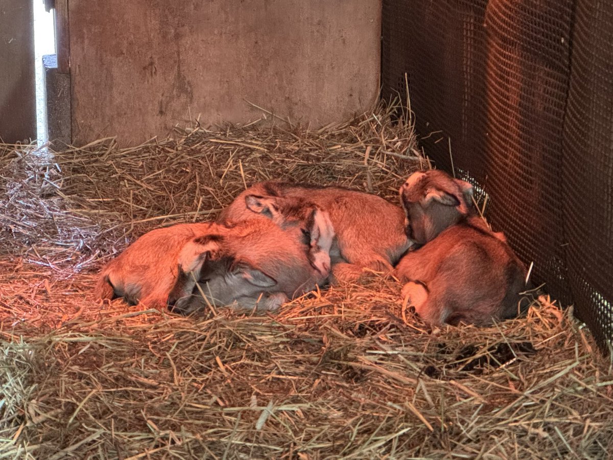智光山公園こども動物園【公式】 tweet media