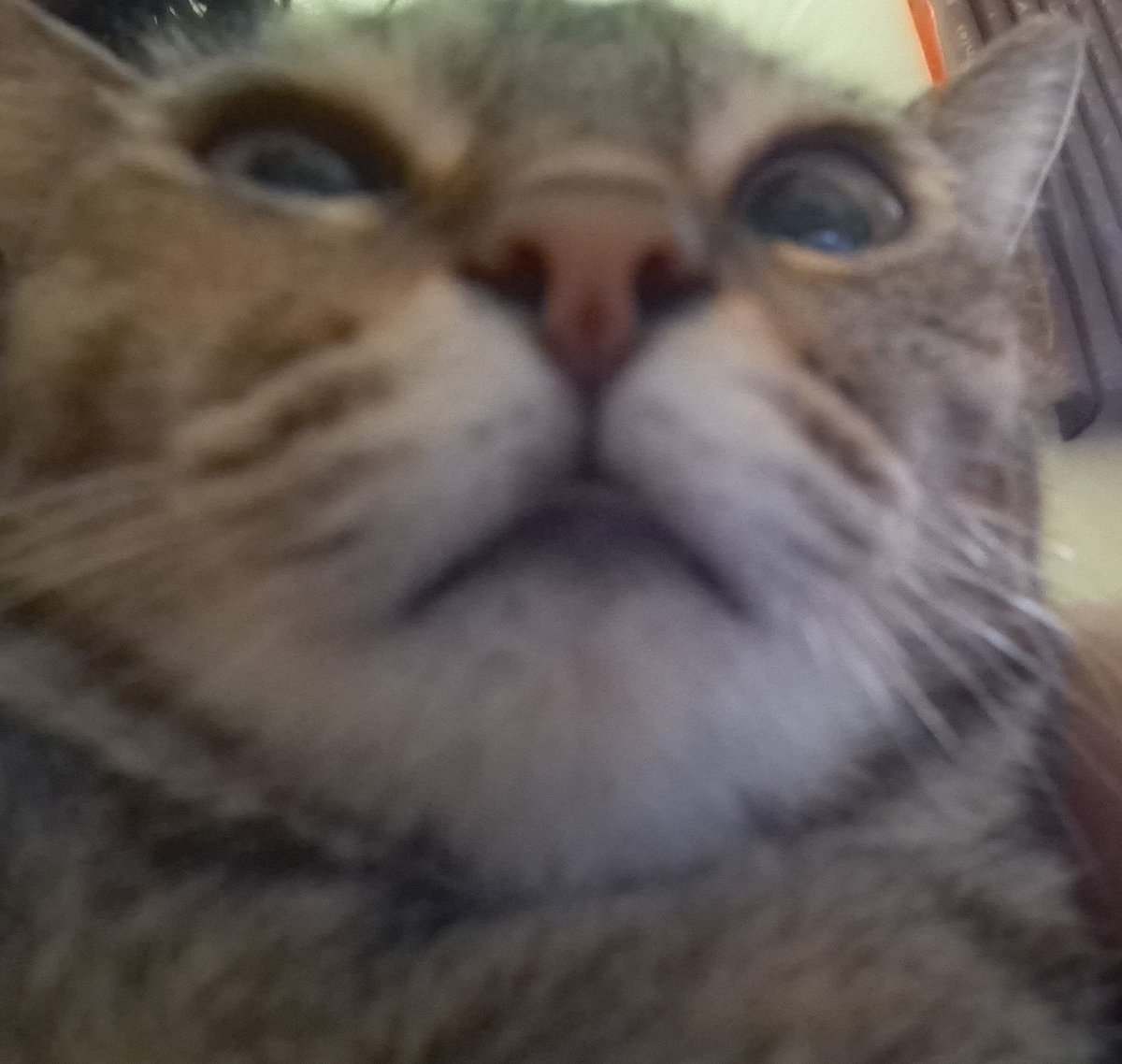 Sylphyzyr tweet media