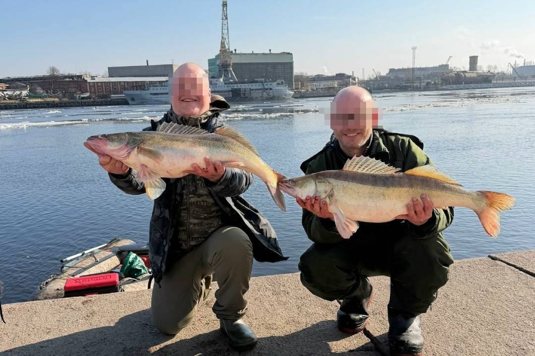 Дикий Петербург tweet media