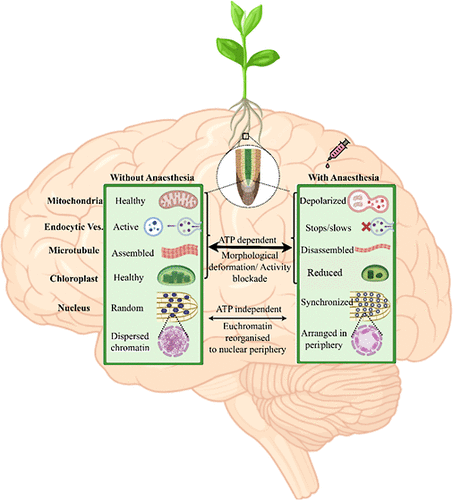 ckn_lab_IIT's tweet photo. Our latest article, “Synchronized Chromatin Reorganization as a Key Biomarker in Anesthetic Effects on Plants,” has been published in Chemical &amp; Biomedical Imaging. Congratulations to Shilpa Chandra, Bodhidipra and Abdul Salam on this achievement.
https://t.co/R9LH3ER7bX https://t.co/tARw3JwGug