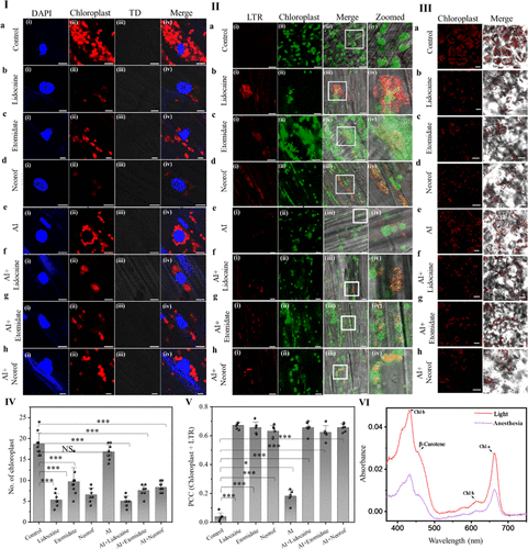 ckn_lab_IIT's tweet photo. Our latest article, “Synchronized Chromatin Reorganization as a Key Biomarker in Anesthetic Effects on Plants,” has been published in Chemical &amp; Biomedical Imaging. Congratulations to Shilpa Chandra, Bodhidipra and Abdul Salam on this achievement.
https://t.co/R9LH3ER7bX https://t.co/tARw3JwGug