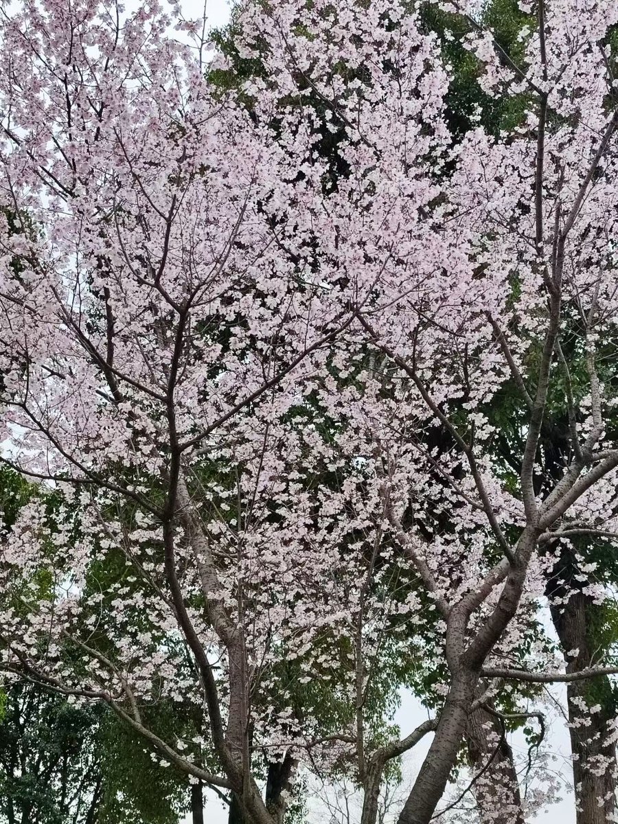 yf_extension tweet media