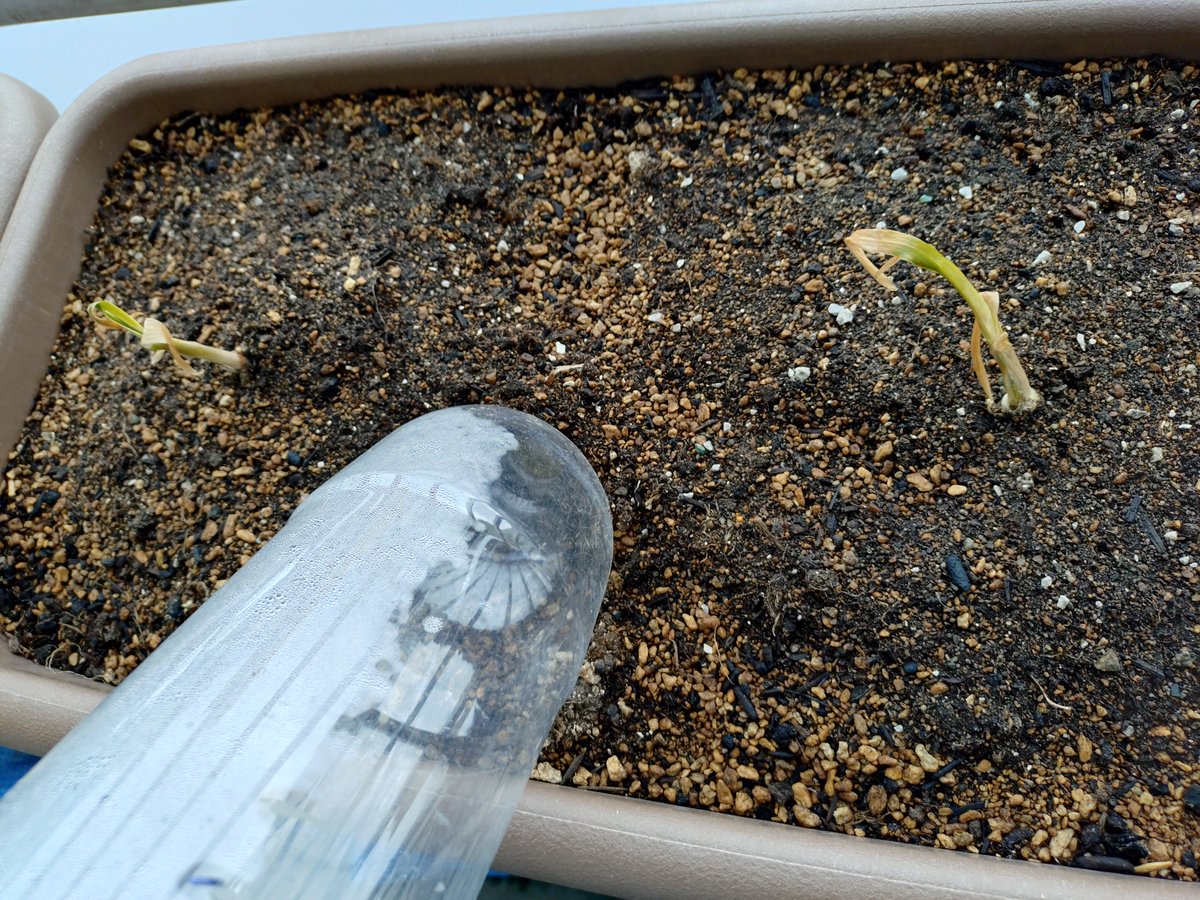 タメタメ tweet media