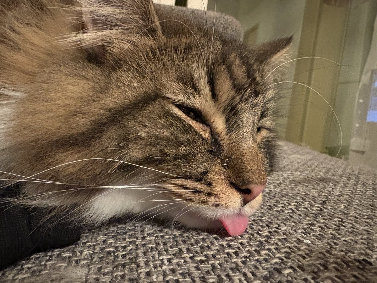 アリスさん tweet media