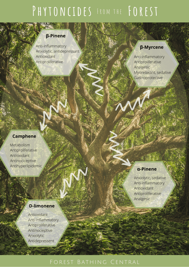 AyusWellness's tweet photo. Ever notice how you instantly feel better in a forest?

Trees release phytoncides - aromatic compounds that protect them from microbes.

When we inhale them, our bodies respond too.

Research has shown that forest bathing increased natural killer cell activity - part of our immune defence that kills cancer cells - for up to a week. 

It’s also a pretty effective way to almost immediately lower cortisol, your stress hormone, blood pressure and heart rate.

Its one of the reasons why long term exposure to nature has a big link with your longevity.

Simple. Free. effective
