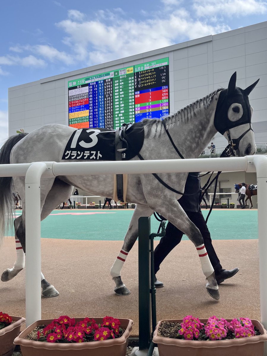 manyandest's tweet photo. 最後の最後に素敵な思い出ができて本当によかった🥹

グランテスト号を無事引退まで導いた今野貞一様、下河辺牧場様、厩務員様、その他関係者の皆様、心より御礼申し上げます。
グランテスト号と関係者の皆様に幸あれ。 https://t.co/X42Jsy5duK