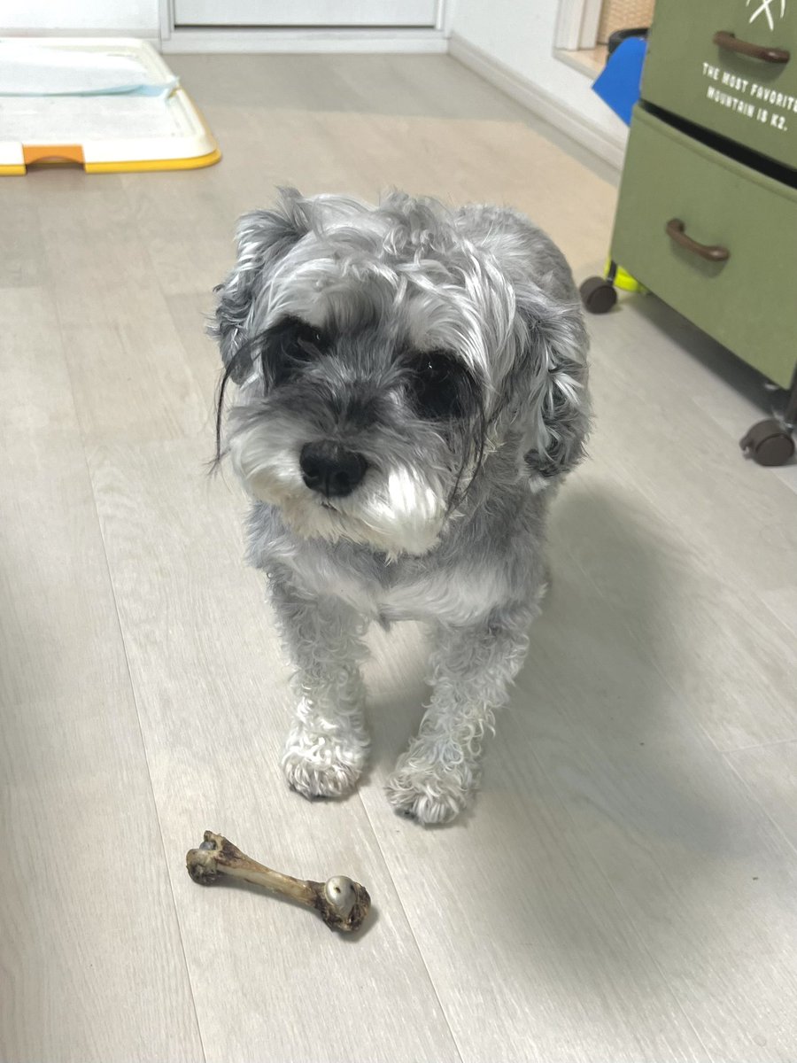 mini_MOZU's tweet photo. 初めて鹿肉の骨あげたら これは食べ物なのかと疑いの目で見られた https://t.co/KugPPUpj6t