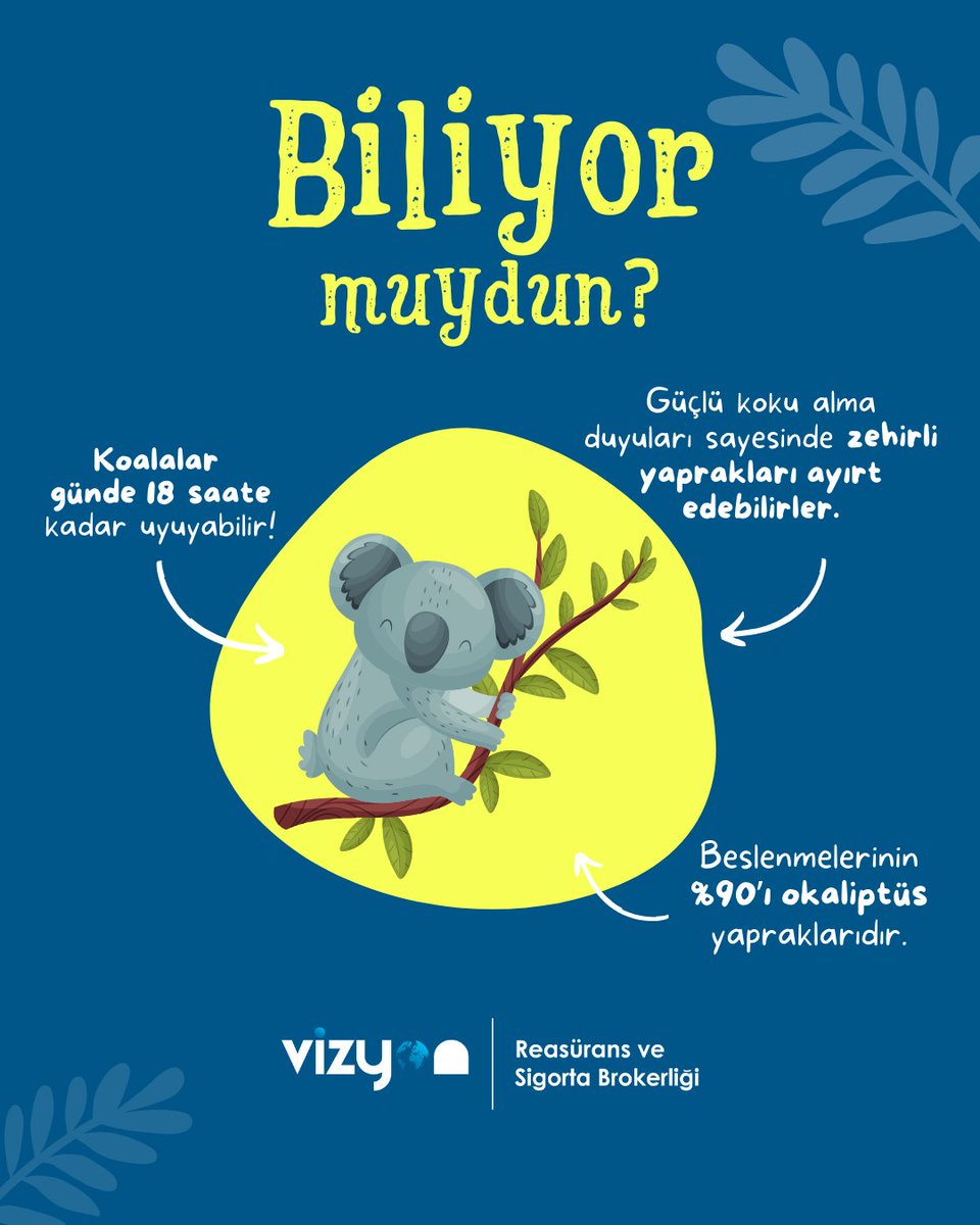 Koalalar günde tam 18 saate kadar uyuyabiliyor, beslenmelerinin %90’ı okaliptüs yapraklarından oluşuyor ve gelişmiş koku alma duyuları sayesinde zehirli yaprakları ayırt edebiliyorlar.

Doğayı korumak, aslında kendimizi korumaktır.

☎️ (0216) 412 57 57
💻 vizyonbroker.com.tr