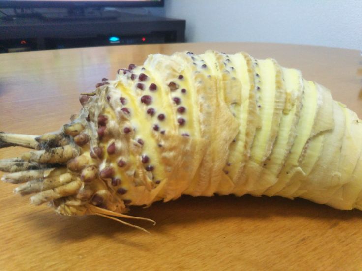 Reiji Ψ tweet media