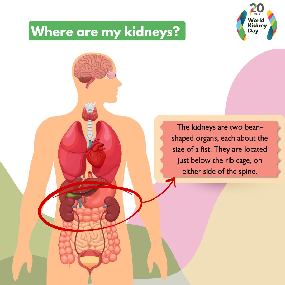 World Kidney Day tweet media