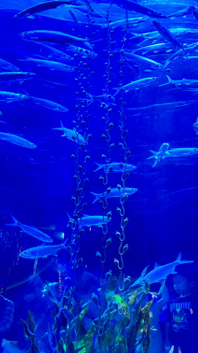 タカ ☔️🎄🐟 tweet media