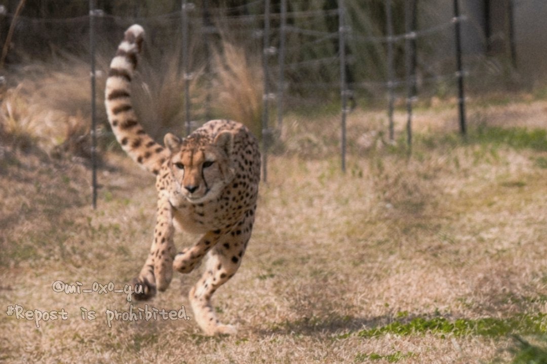 雰囲気チーターラン。

#千葉市動物公園 #チーター #アジャブ