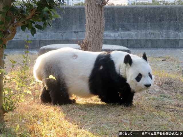パンダライター 二木繁美|『水曜日のお嬢様』発売中 tweet media