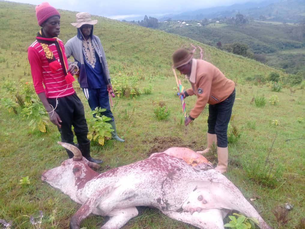 Imma Birere🇨🇩♈️ tweet media