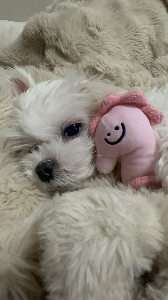 사월🦊ྀི tweet media