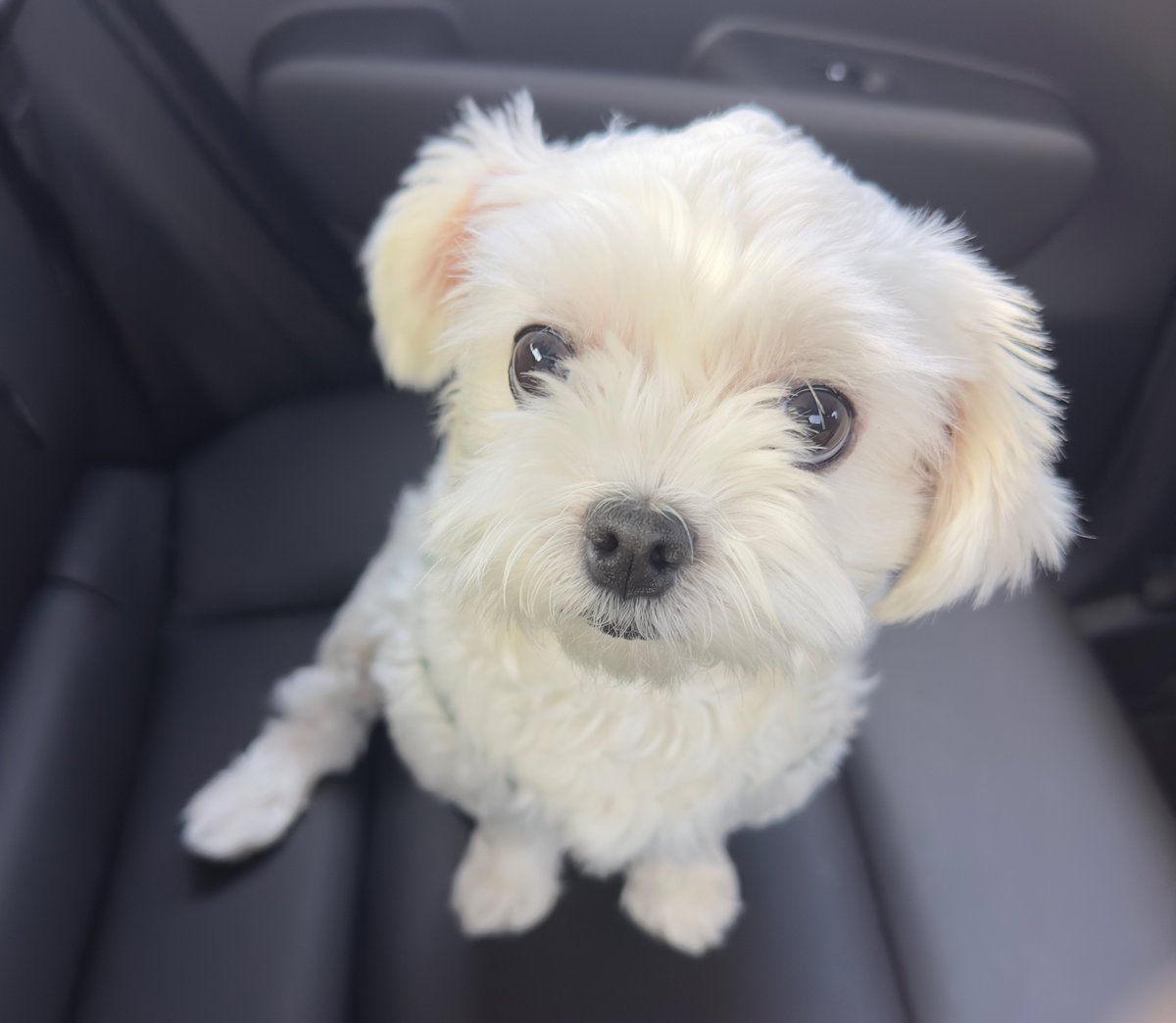 사월🦊ྀི tweet media