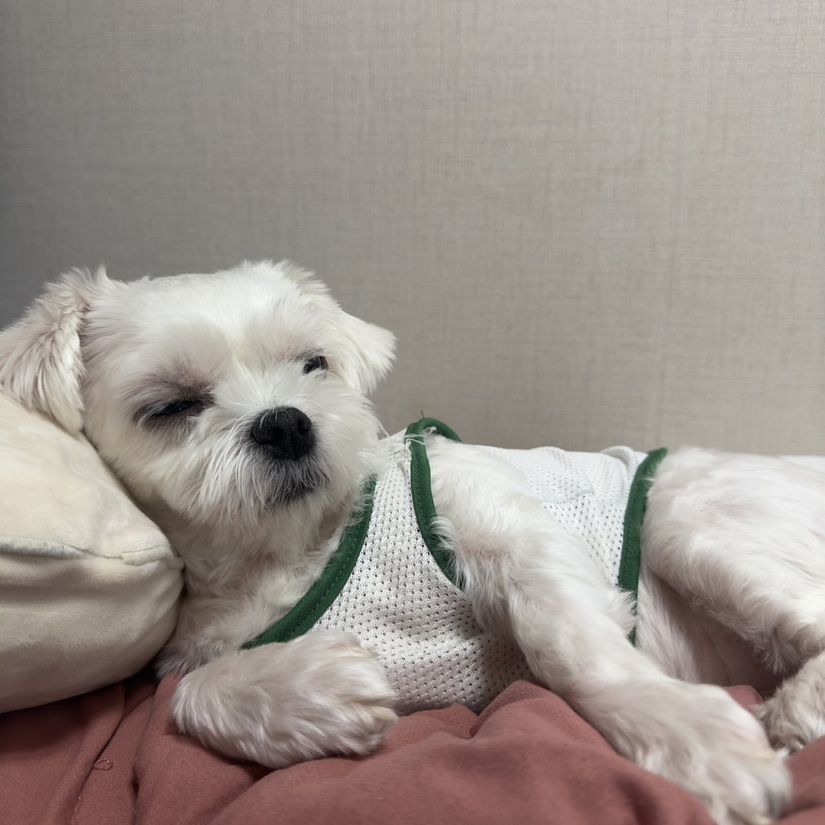 사월🦊ྀི tweet media