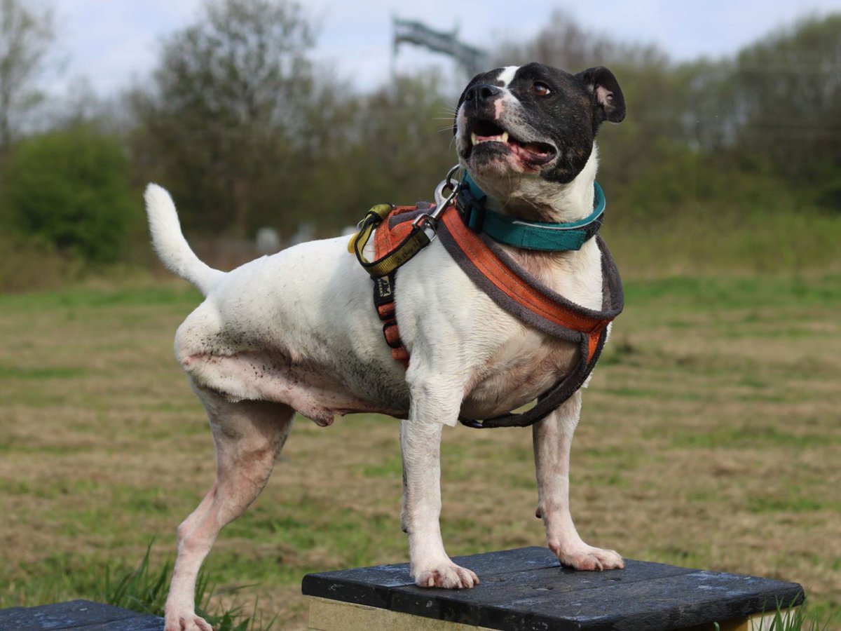 Dogs Trust 💛🐶 tweet media