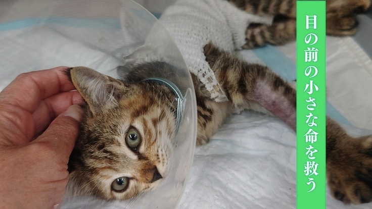 READYFOR（レディーフォー） tweet media