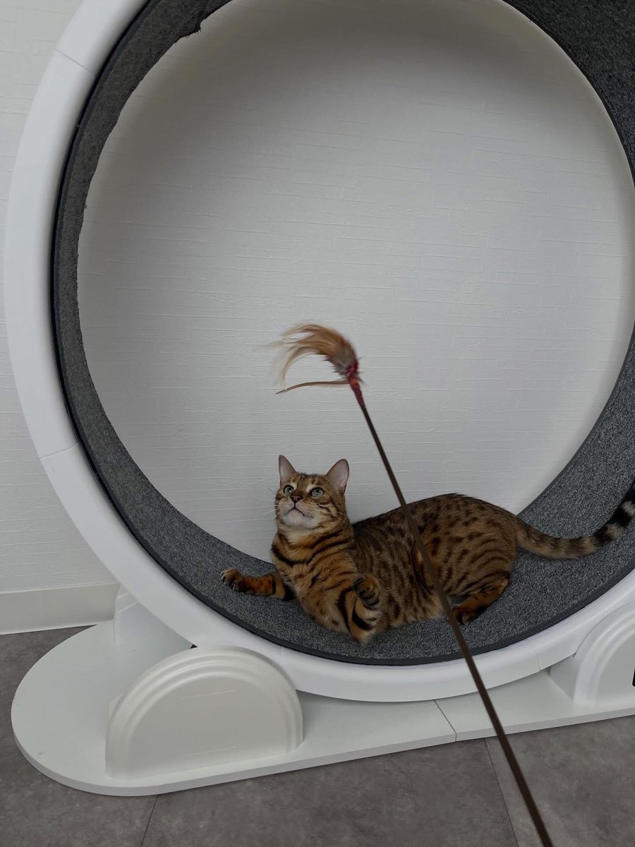 お泊まり中なのに…

完全に家みたいにくつろいで
遊び倒してる猫さん🐱

#猫
#猫ホテル
#猫のいる暮らし
#ねこ
#cat
#にゃん子ん家