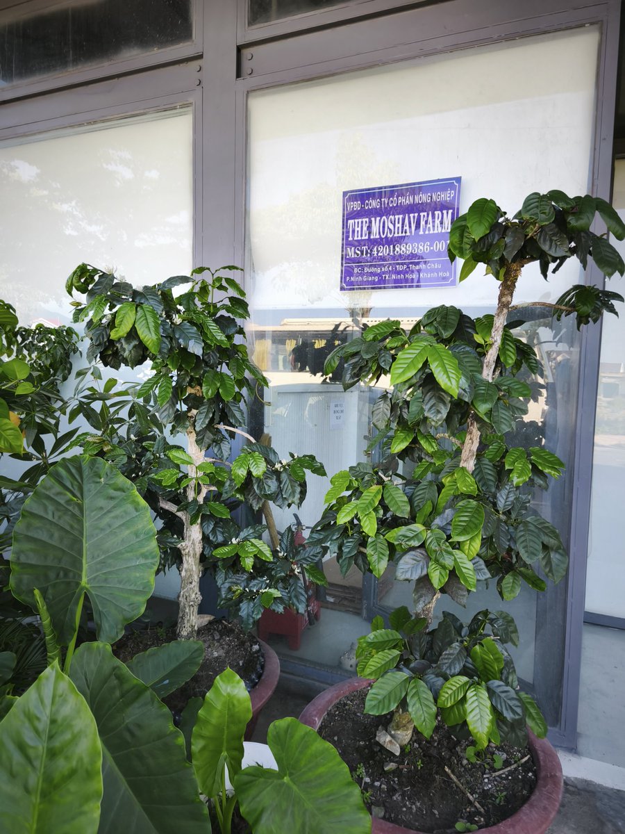 Hè 2025 mình có ghé farm anh Quê ở Khe Sanh, Quảng Trị chơi, nơi Le Plateau lấy nhân xanh 2 loại cà phê 100% Arabica Khe Sanh và cà phê mít đặc sản Liberica. Thấy anh đang xây xưởng mà có lấn vô 2 cây Arabica hơn 10 năm tuổi này sẽ phải bỏ đi nên mình xin anh đánh
