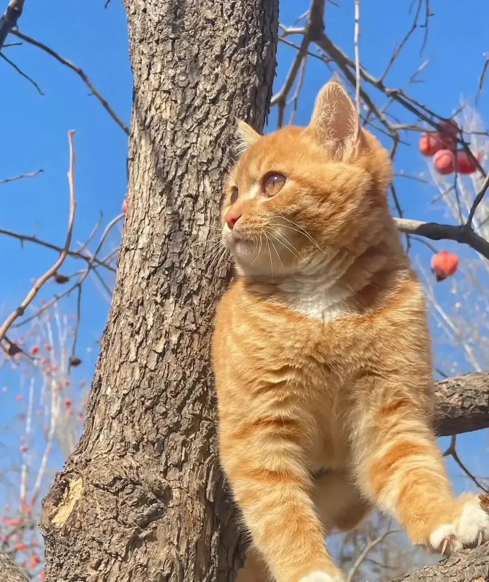 analuna manullang tweet media