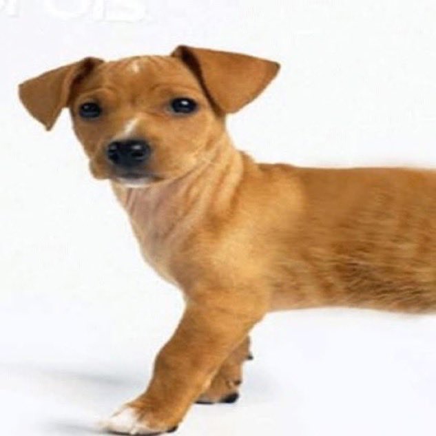 テク能ロジー tweet media